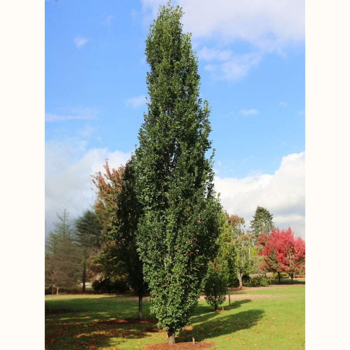 Skinny Genes® Columnar Oak – Space-Saving, Elegant & Hardy