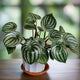 watermelon peperomia houseplant in white planter with terra cotta trey on wooden table with blurred background