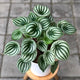 Watermelon Peperomia Houseplant on wooden stool with blurred pavers in the background.