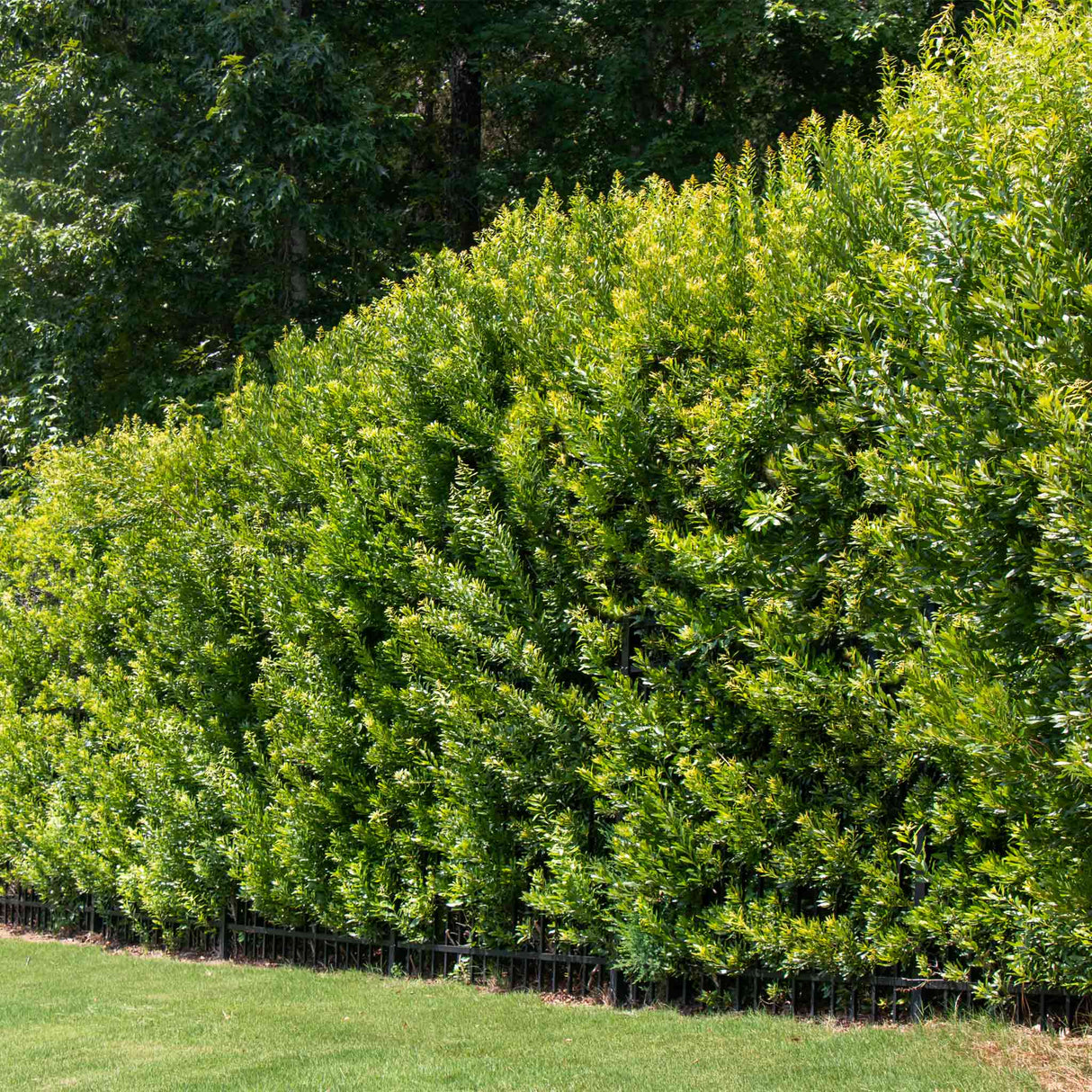 Southern Wax Myrtle - NationwidePlants.com  