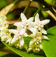 Macro view of the Hoya 'Australis' Houseplant flower