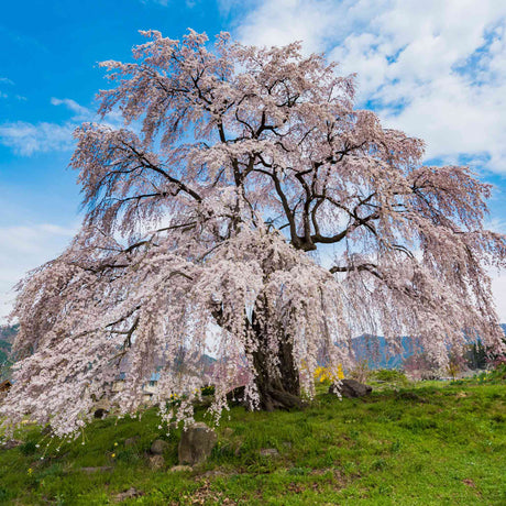 Weeping Yoshino Flowering Cherry - NationwidePlants.com  