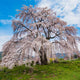 Large Yoshino weeping cherry tree in full bloom with pale white-pink flowers on a grassy slope.