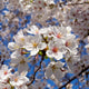 Cluster of light pink Yoshino cherry blossoms with red centers in sharp close-up