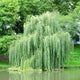 Large Weeping Willow tree by a pond, with branches gracefully touching the water.