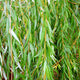 Close-up of Weeping Willow leaves, showing green and slightly twisted foliage.