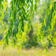 Close-up of Weeping Willow leaves, showcasing slender, drooping foliage.