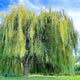 Weeping Willow tree with a mix of green and yellow leaves in a park setting.