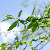 Weeping Willow - NationwidePlants.com  