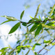Weeping Willow Budding in Spring