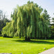 Weeping Willow tree with dense, flowing branches in a well-maintained lawn.