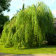 Weeping Willow tree with lush, trailing foliage in a natural setting.