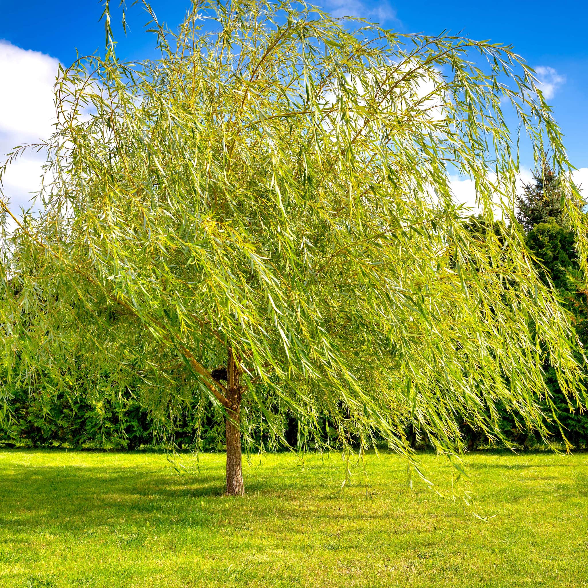 Weeping Willow Tree Four How To Plant Weeping Willow Trees 13 Steps