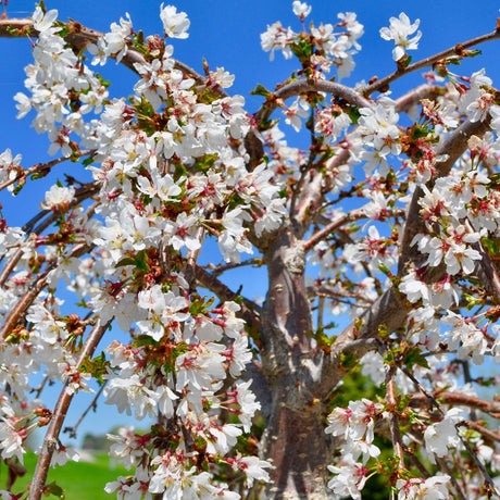 Weeping Yoshino Flowering Cherry - NationwidePlants.com  