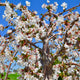Close-up of weeping Yoshino cherry tree branches with cascading pale pink blossoms against blue sky.