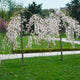 Young Yoshino weeping cherry trees in bloom in a landscaped park.