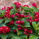Close-up of Maroon Swoon® Weigela's red trumpet-shaped buds and glossy green foliage.