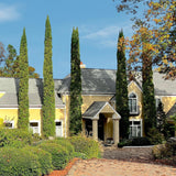 Italian Cypress - NationwidePlants.com  