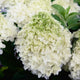 White Wedding Hydrangea - NationwidePlants.com  
