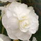 White double begonia flower with layered petals and deep green foliage in the background.