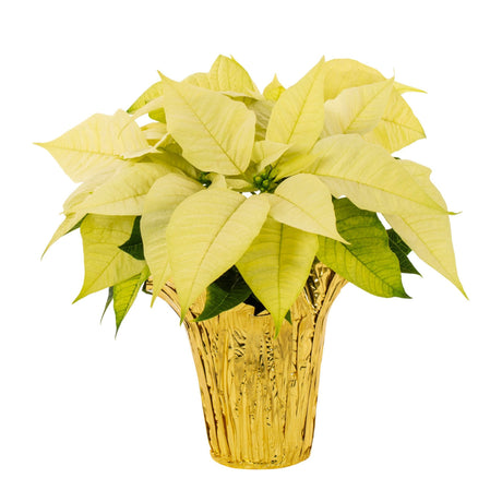 Holiday Poinsettia - NationwidePlants.com  