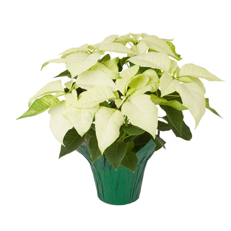 Holiday Poinsettia - NationwidePlants.com  