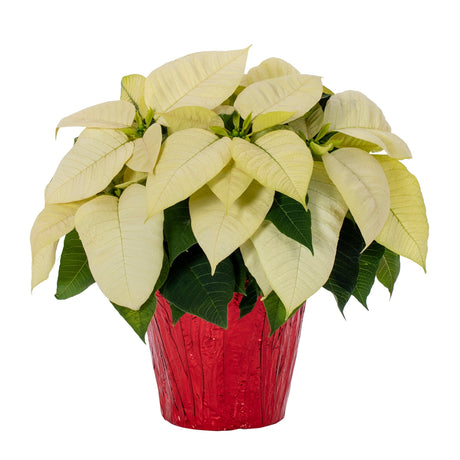 Holiday Poinsettia - NationwidePlants.com  
