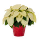 Holiday Poinsettia - NationwidePlants.com  