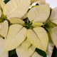 Holiday Poinsettia - NationwidePlants.com  