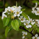 White D'Anjou pear tree flowers with green leaves in early bloom.