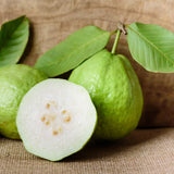 Guava Tree - White - NationwidePlants.com  