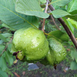 Guava Tree - White - NationwidePlants.com  