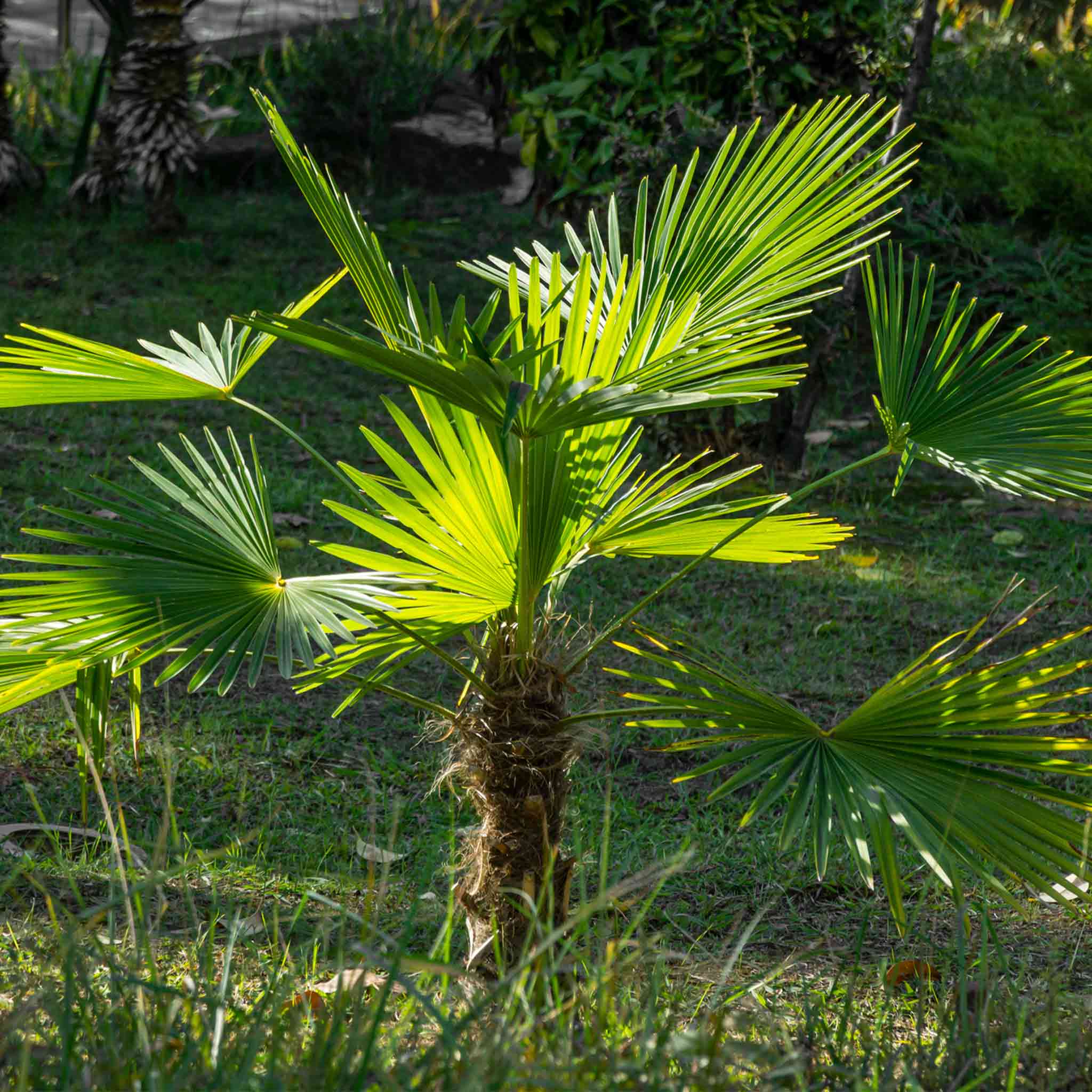 Windmill Palm Tree – Cold-Hardy Tropical Beauty for Any Climate