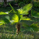 A young windmill palm tree with bright green fronds in a grassy area.
