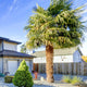 Windmill palm with a textured brown trunk and fan-like green fronds in a landscaped front yard.