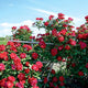 winner's circle climbing rose on trellis with country background.