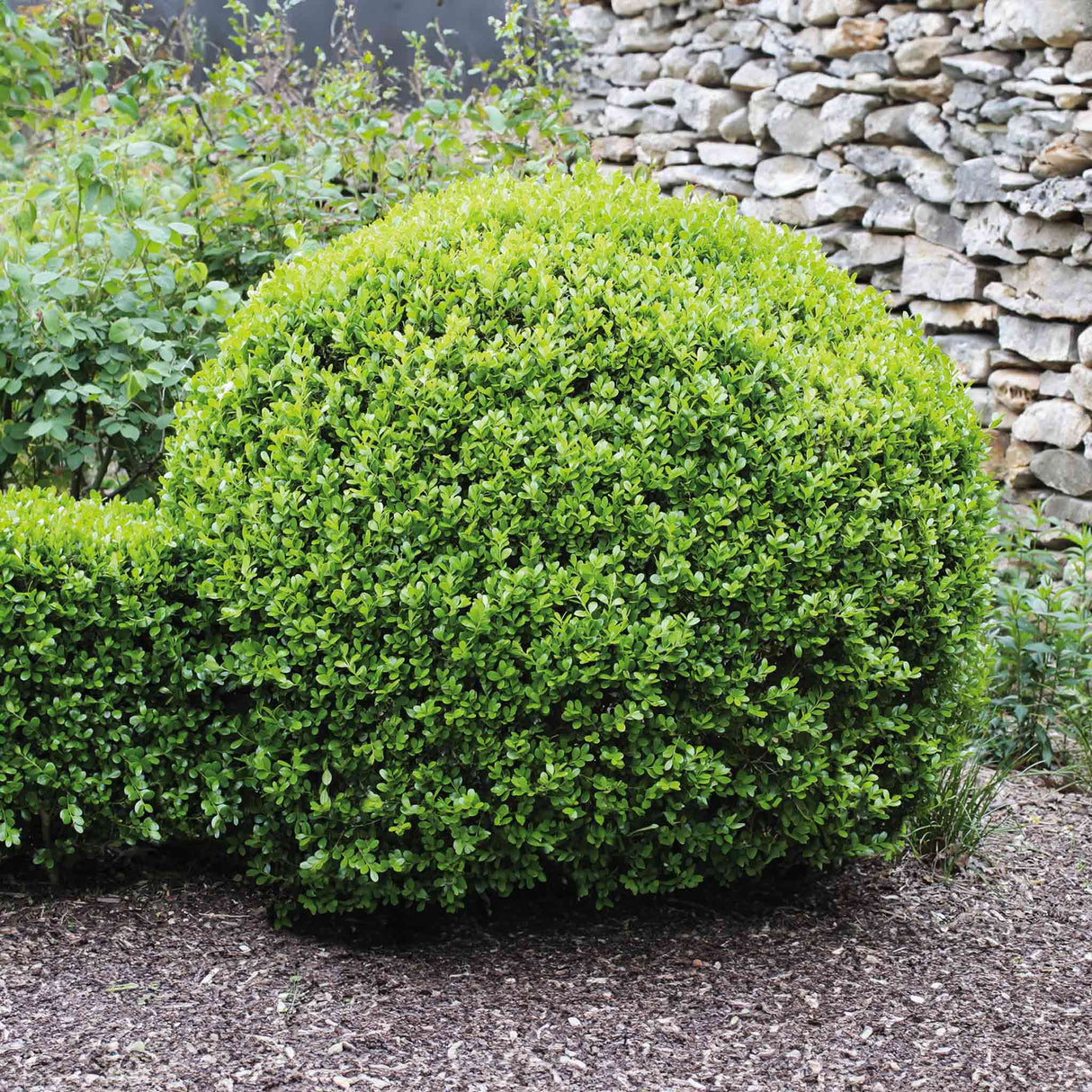 Winter Gem Boxwood Shrub