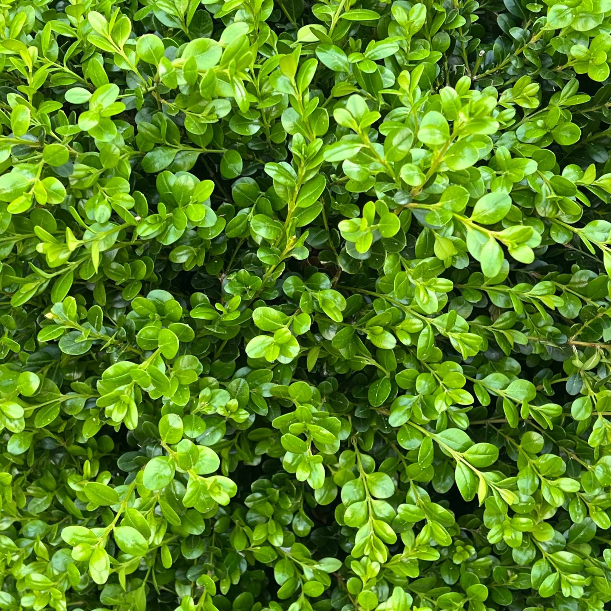 Nationwide Plants Winter Gem Boxwood