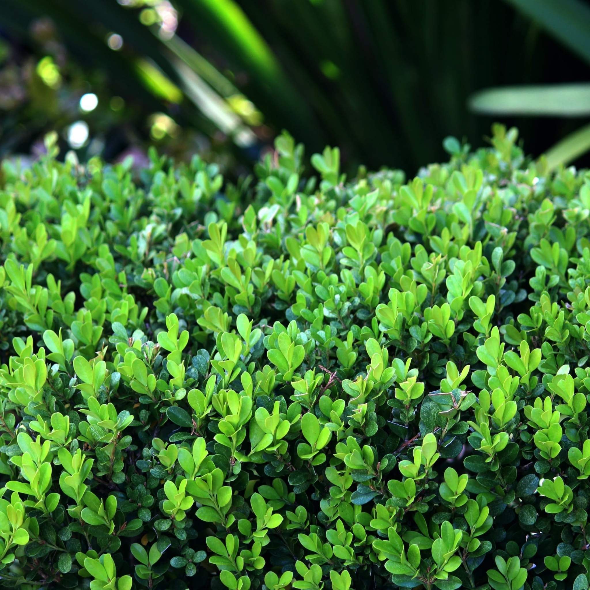 Nationwide Plants Winter Gem Boxwood - Thumbnail 3