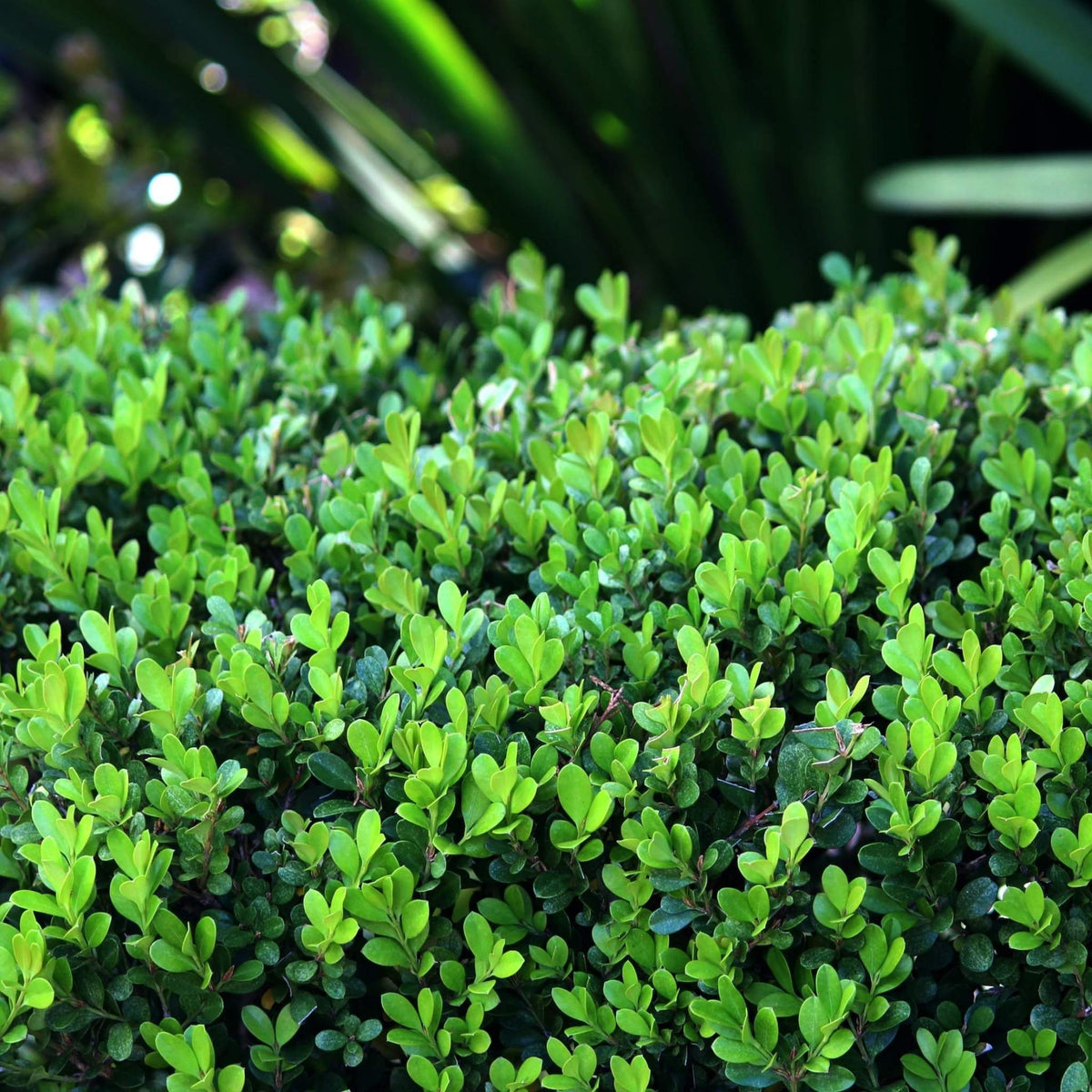 Close-up of a dense, bright green Winter Gem Boxwood hedge with small, glossy leaves.