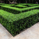 Neatly trimmed 'Wintergreen' boxwood hedge forming a geometric pattern along a paved walkway