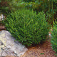 Wintergreen' boxwood shrub with compact green leaves, growing near a rock in a mulched garden bed.