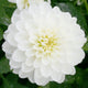 Close-up of a Wittem Dahlia bloom with layered, pure white petals and a soft yellow center.