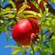 A ripe red pomegranate hanging from a tree with green leaves against a blue sky.