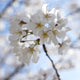 White Yoshino cherry blossoms in focus with blurred petals in the background.