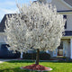 Rounded Yoshino cherry tree with white flowers in a landscaped yard.