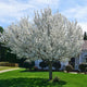 Mature Yoshino cherry tree with dense white blooms in a front yard.