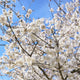 Branches of Yoshino cherry covered in clusters of white blooms.