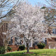 Yoshino cherry tree with white flowers next to a house with Brick  siding.