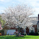 Yoshino cherry tree with white flowers in front of a brick house.